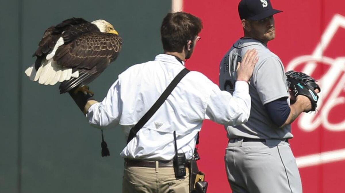 El controlador de un águila calva habla con el lanzador abridor de los Marineros de Seattle, James Paxton,luego de que el águila eligiera aterrizar sobre su hombro el jueves 5 de abril de 2018 en el juego contra los Mellizos de Minneapolis.