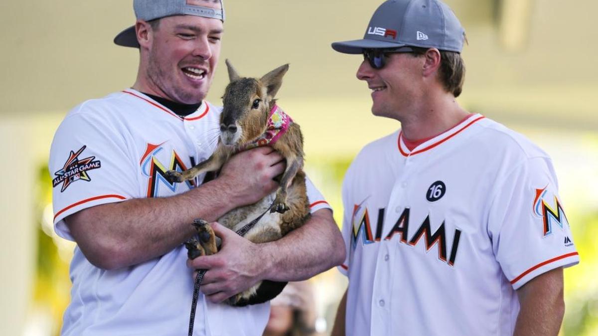 Justin Baur, primera base de los Marlins, carga a Tango, una liebre patagónica, ante la mirada del pitcher Tom Koehler, en el FanFest 2017, el sábado en el Marlins Park.