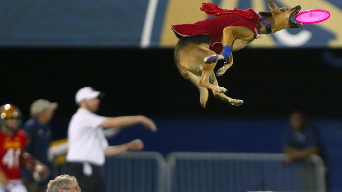 Sensacional salto de Bella Barone, una perra pastor alemán, para atrapar el frisbee mientras Danny Venegas, de K9s in Flight, sigue la acción en el entretiempo del partido de la NCAA college football entre los Golden Panthers y los Terrapins de Maryland, el viernes 9 de septiembre del 2016, en Miami.