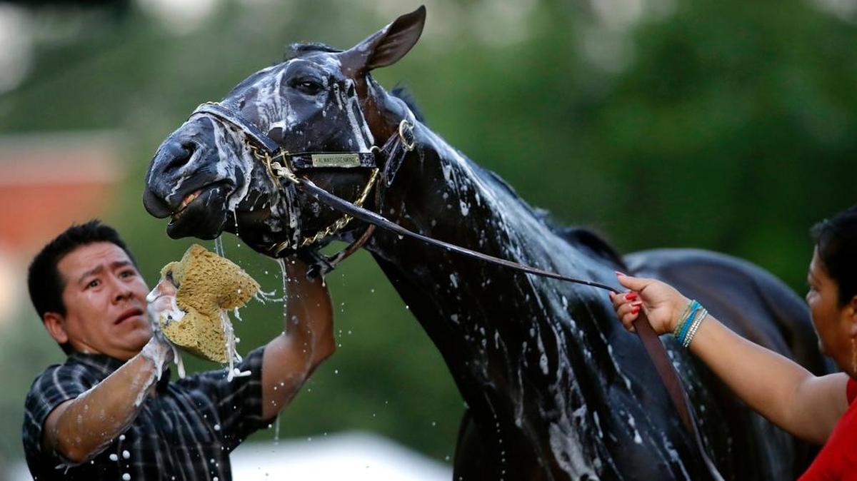 Always Dreaming recibe un baño luego de caminar en la pista del Pimlico Race Course en Baltimore, el viernes.