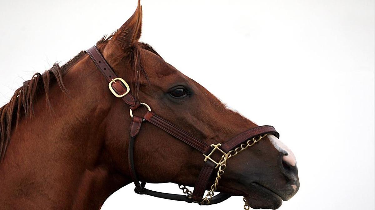 California Chrome posa antes de entrenar en el hipódromo de Gulfstream, en la mañana del miércoles 25 de enero del 2017.