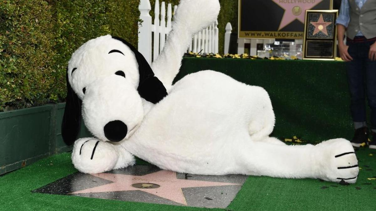 Snoopy posa sobre su estrella en la ceremonia de inauguración de la estrella en el Camino de la Fama de Hollywood este 2 de noviembre de 2015, en Hollwyood, California. Snoopy protagoniza junto a Charlie Brown y Lucy en "The Peanuts Movie", que se estrena en los EEUU el 6 de noviembre de 2015.