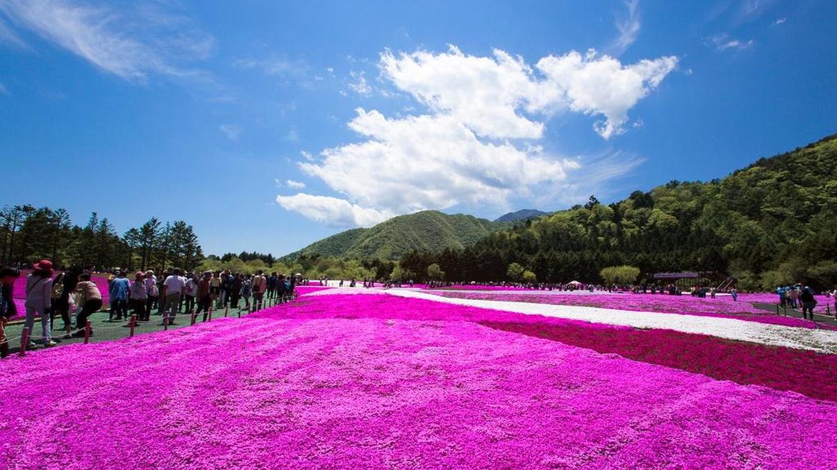 La shibazakura, una flor muy olorosa, es la que plantó el señor Kuroki para atraer a su esposa hacia el exterior. Hoy tienen un bello jardín.