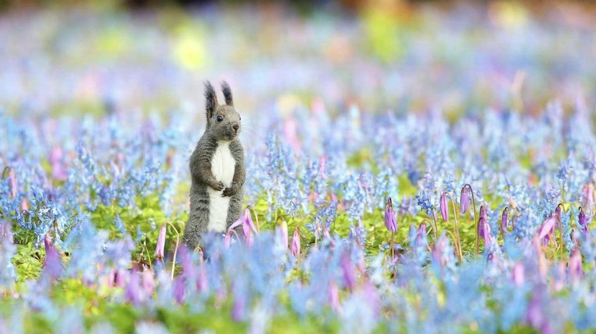 Una ardilla Hokkaido en un jardín en Urausu, Hokkaido, Japón.