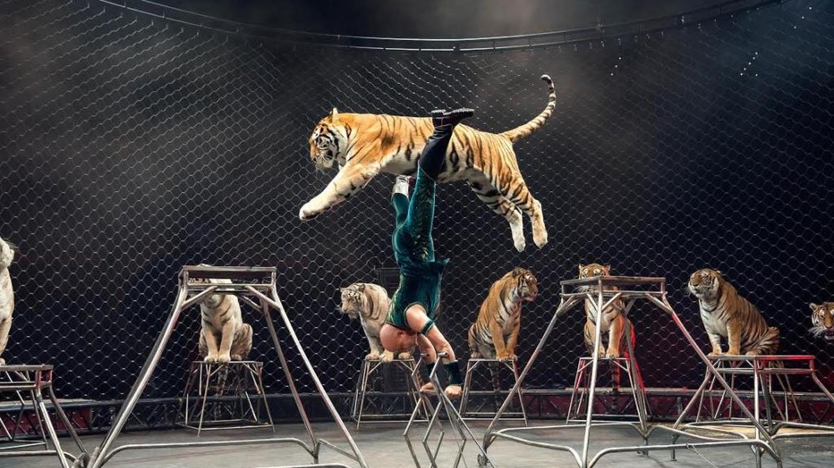 Entre los osados actos que ha logrado Tabayara ‘Taba’ Maluenda está que tigres de más de 500 libras salten sobre él.
