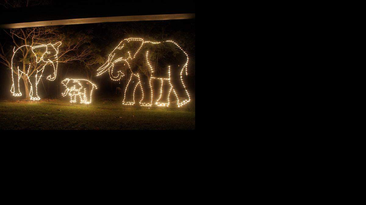 
Zoo Lights, en el Zoológico de Miami, exhibe luces con forma de animales, y también incluye atracciones como paseos en tren, canales gigantes, juegos y oferta de comidas .
