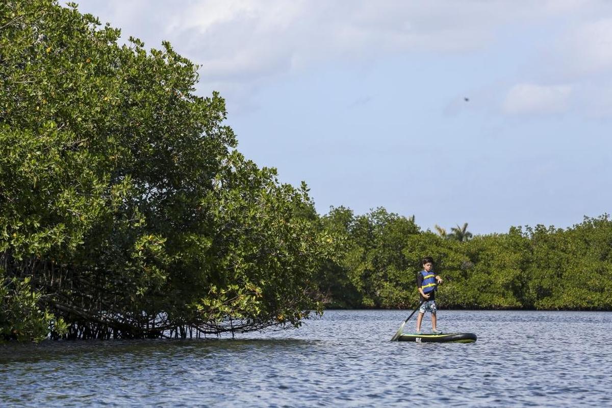 Una de las excursiones más auténticas y activas es por los Everglades, el mayor pantano subtropical en Estados Unidos.