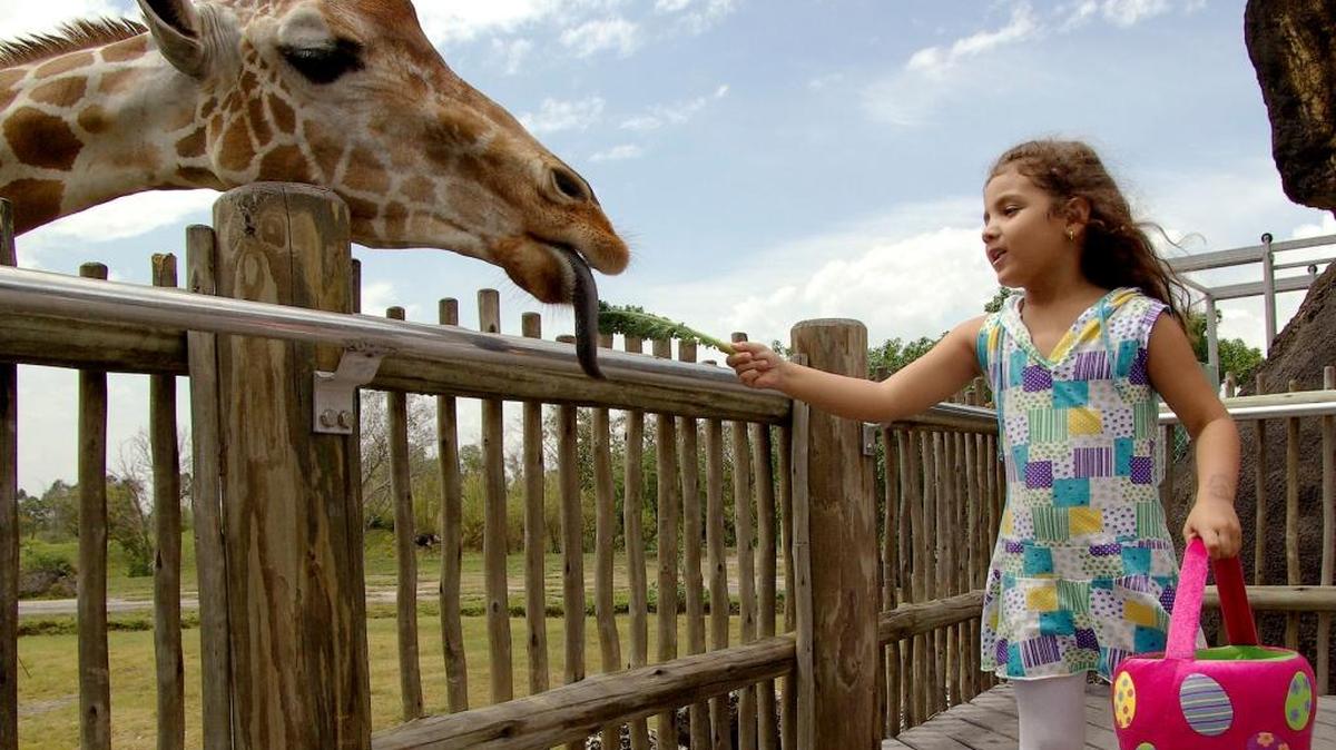 La caza del huevo en el zoológico de Miami (Zoo Miami) es toda una gran aventura: el “Egg Safari”, que tiene lugar el sábado 15 y el domingo 16 de abril, de 11 a.m. a 4 p.m.