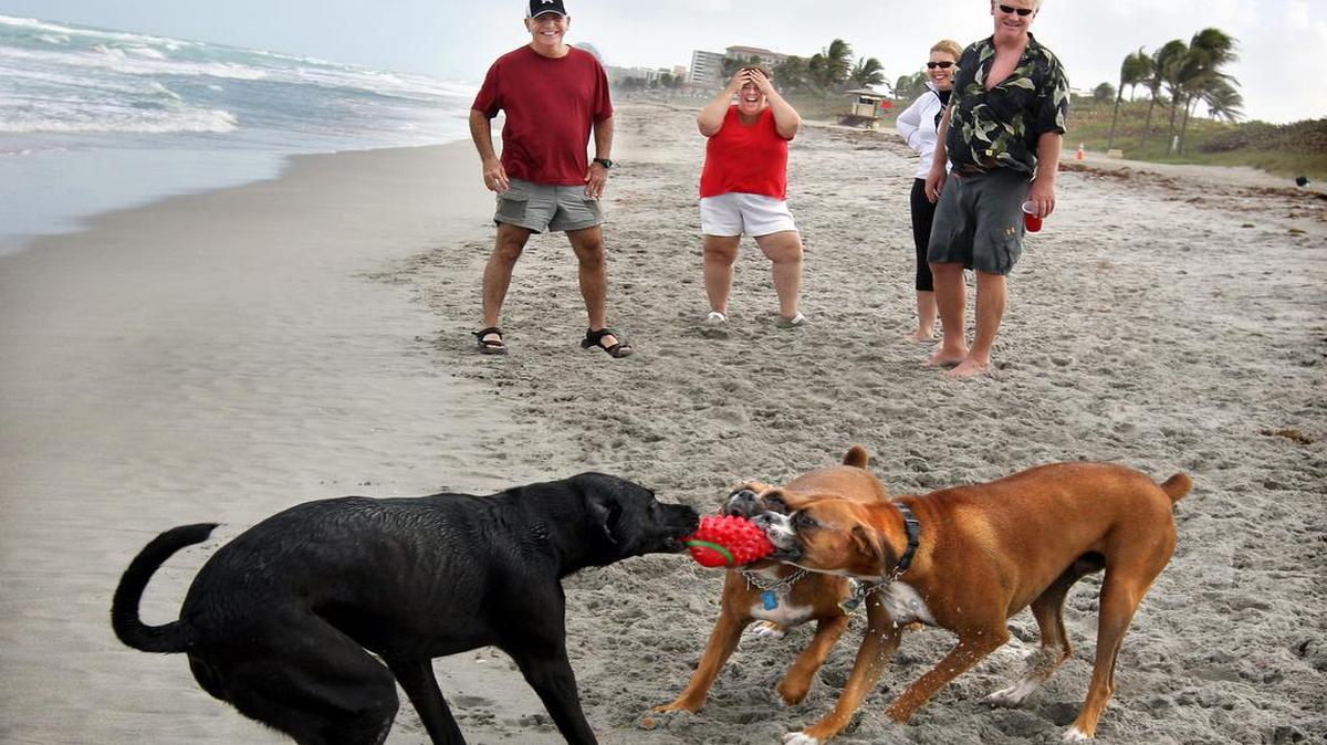 Si a tu fiel compañero le fascina el agua, este es el lugar indicado para el o ella. Hollywood Dog Beach es la playa abierta destinada especialmente para los perros que aman nadar y correr libremente.