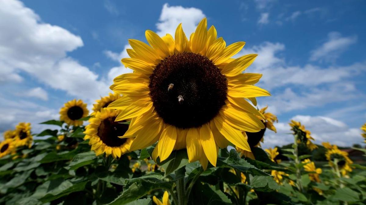 Leo: Coloca en tu hogar flores de girasol y frutas, muchas frutas.