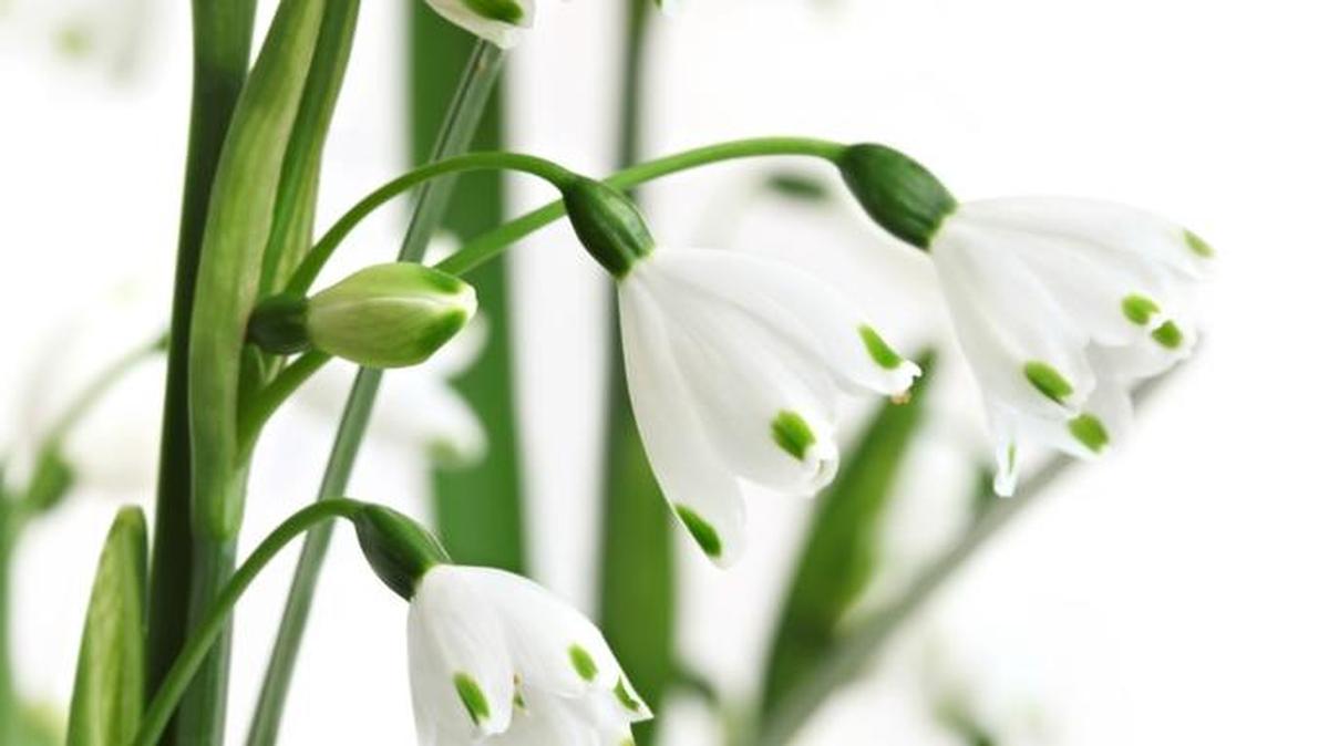 Cáncer: Adorna tu hogar con flores blancas, lirios, azucenas o rosas.