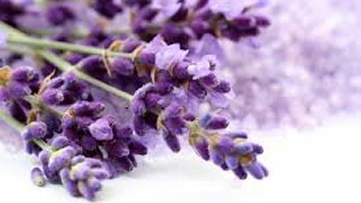 Tauro, tu baño espiritual para la buena suerte en el 2016 consiste en mezclar en una vasija: agua, menta, cidra, cerveza, vainilla, lavanda y unas gotas del perfume de tu preferencia.