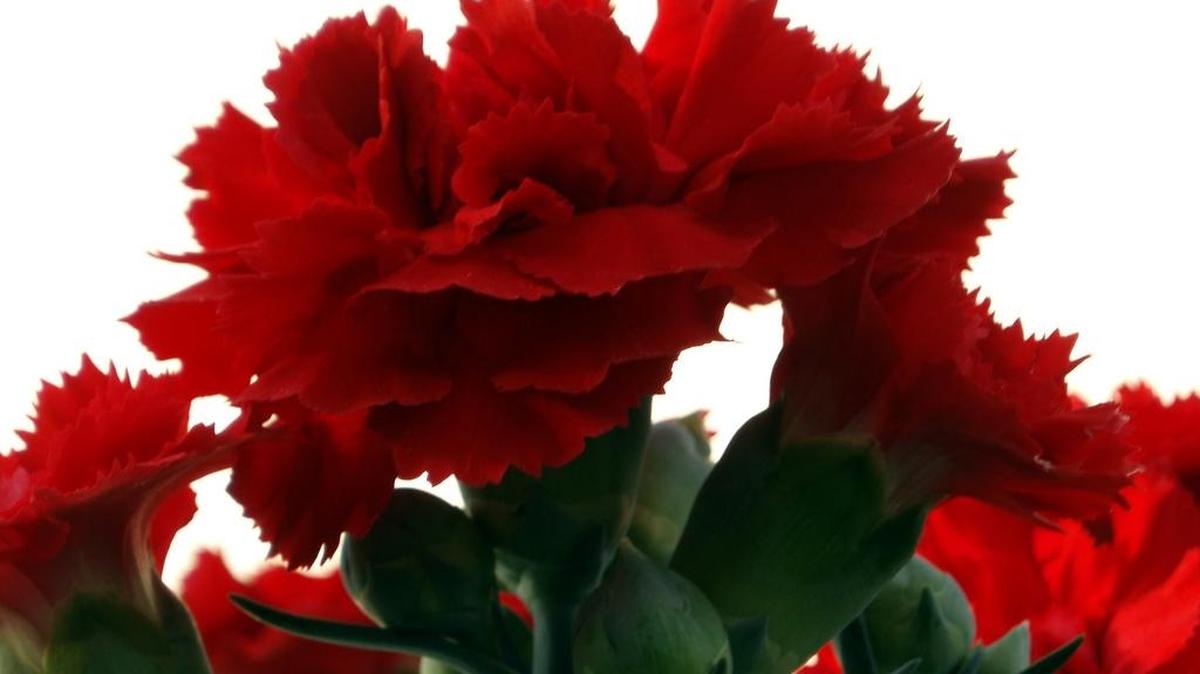 Escorpio: un baño con claveles rojos, vino tinto, perfume de geranios y valeriana.