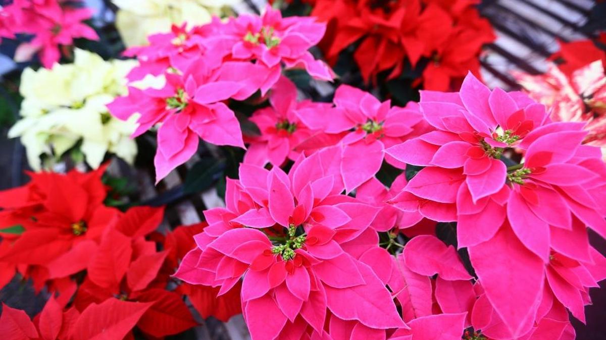 Capricornio: Ten en tu hogar una planta de la flor de Pascua que es la flor de tu signo, y regálate una piedra de ónix o granate para la prosperidad.