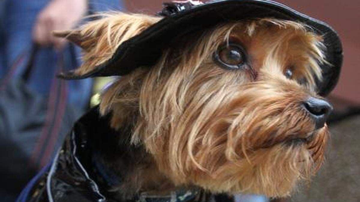 
Un Yorkshire Terrier con disfraz de bombero.


