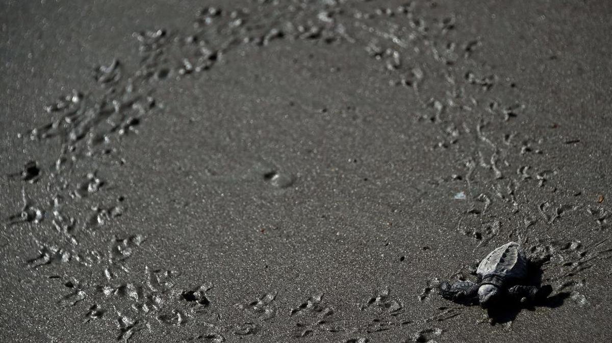 De las siete especies de tortugas marinas existentes, cinco se pueden ver en Panamá.