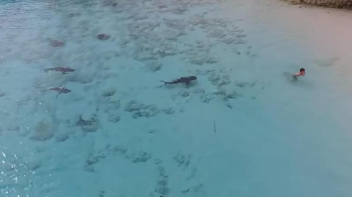Los tiburones nadando a unos pocos pies de un niño en una playa en las Bahamas.