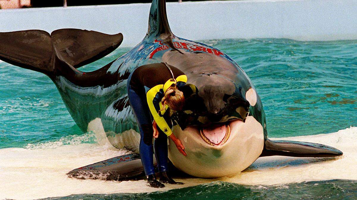 En esta foto de archivo del 9 de marzo de 1995, la entrenadora Marcia Hinton acaricia a Lolita durante una presentación en el Miami Seaquarium. La ballena ha vivido en el mismo tanque pequeño durante 51 años.