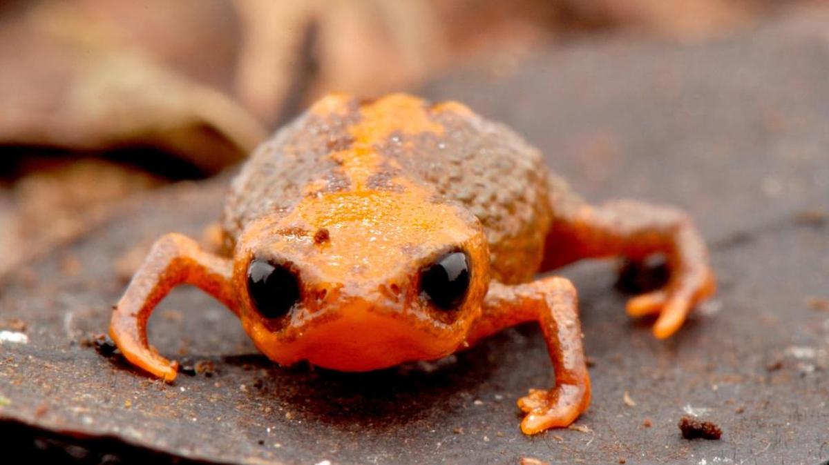 
Fotografía cedida por la Fundação Grupo Boticário, fechada el 28 de enero de 2015, en la localidad Serra do Quiriri en el estado brasileño sureño de Santa Catarina. Un grupo de investigadores brasileños descubrió una nueva especie de sapo minúsculo, que se caracteriza por medir poco más de un centímetro, ya considerado amenazado por extinción y cuyo hábitat se limita a una región montañosa en ese sureño estado. El Brachycephalus quiriri fue descubierto por investigadores de la Universidad Federal de Paraná (UFPR) en la Sierra del Quiriri, en Santa Catarina, informó hoy, 13 de agosto de 2015 la Fundación Grupo Boticario de Protección a la Naturaleza, que patrocinó el estudio. 
