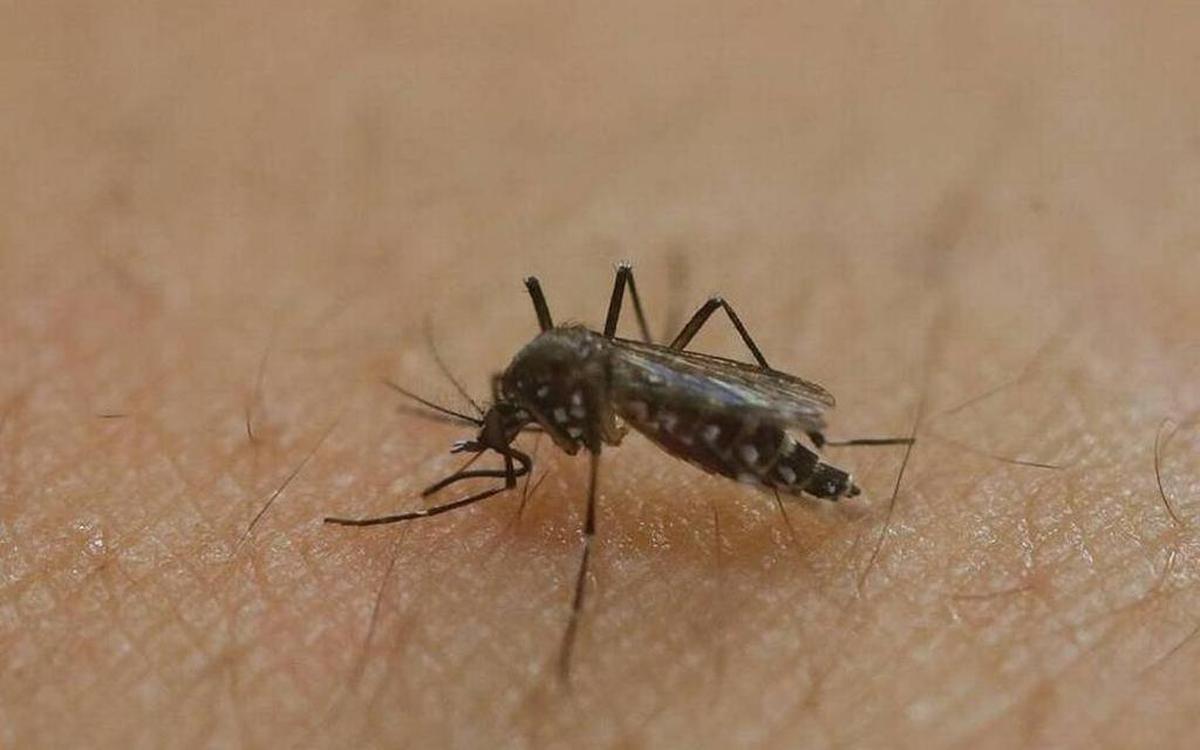 El virus del zika.