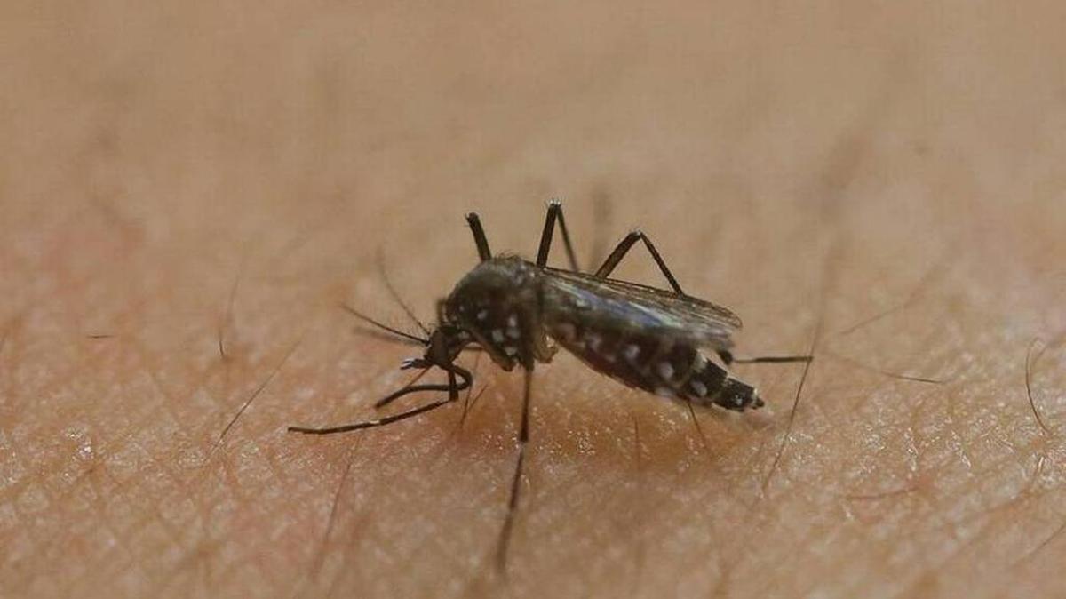 El virus del zika.