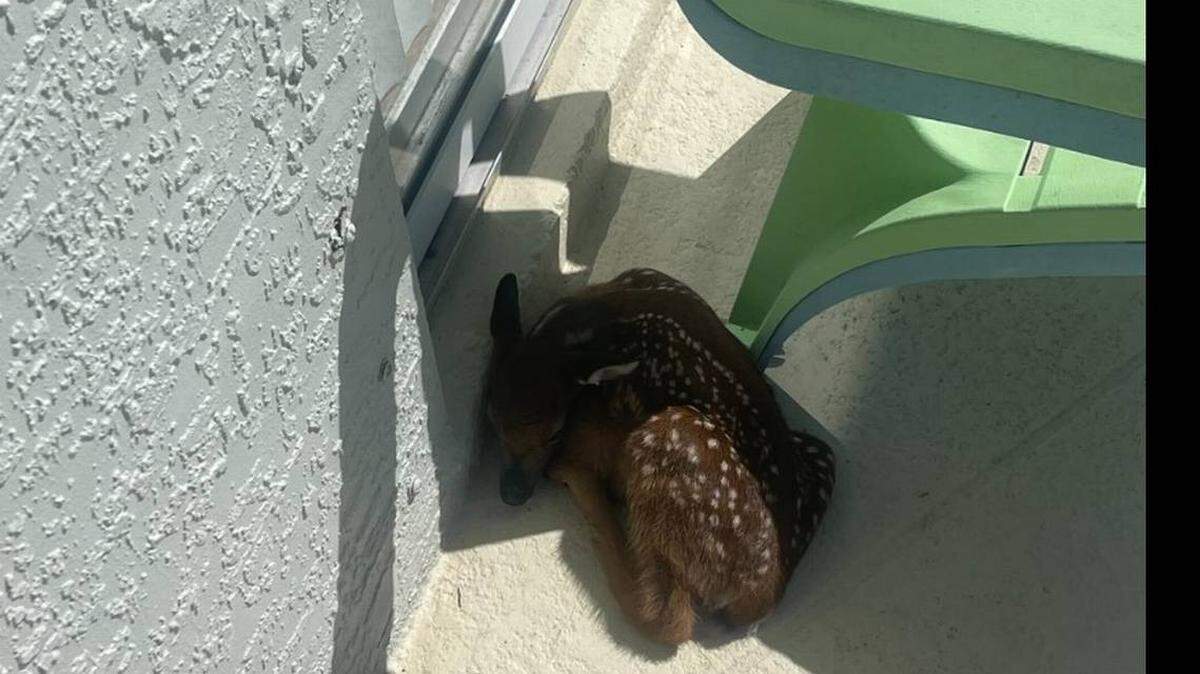 Algunos agentes de Florida se tomaron un descanso en su lucha contra el crimen para ayudar a un animal adorable que lo necesitaba.
