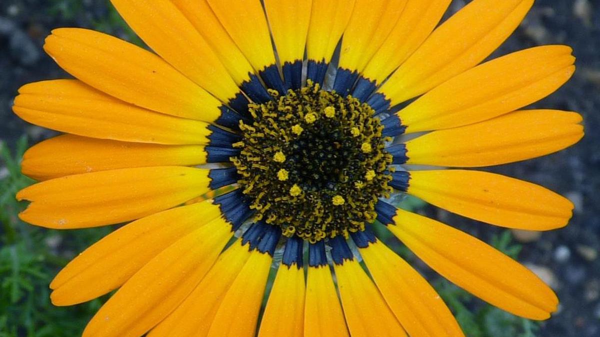 Esta fotografía de un tipo de margarita llamada "Ursinia Speciosa" cultivada en un Jardín Botánico de la Universidad de Cambridge. Cientos de especies de flores han desarrollado la capacidad de proyectar halos de luz azul, invisibles para los humanos, con el fin de atraer a las abejas polinizadoras, revelaron investigadores el 17 de octubre de 2017.