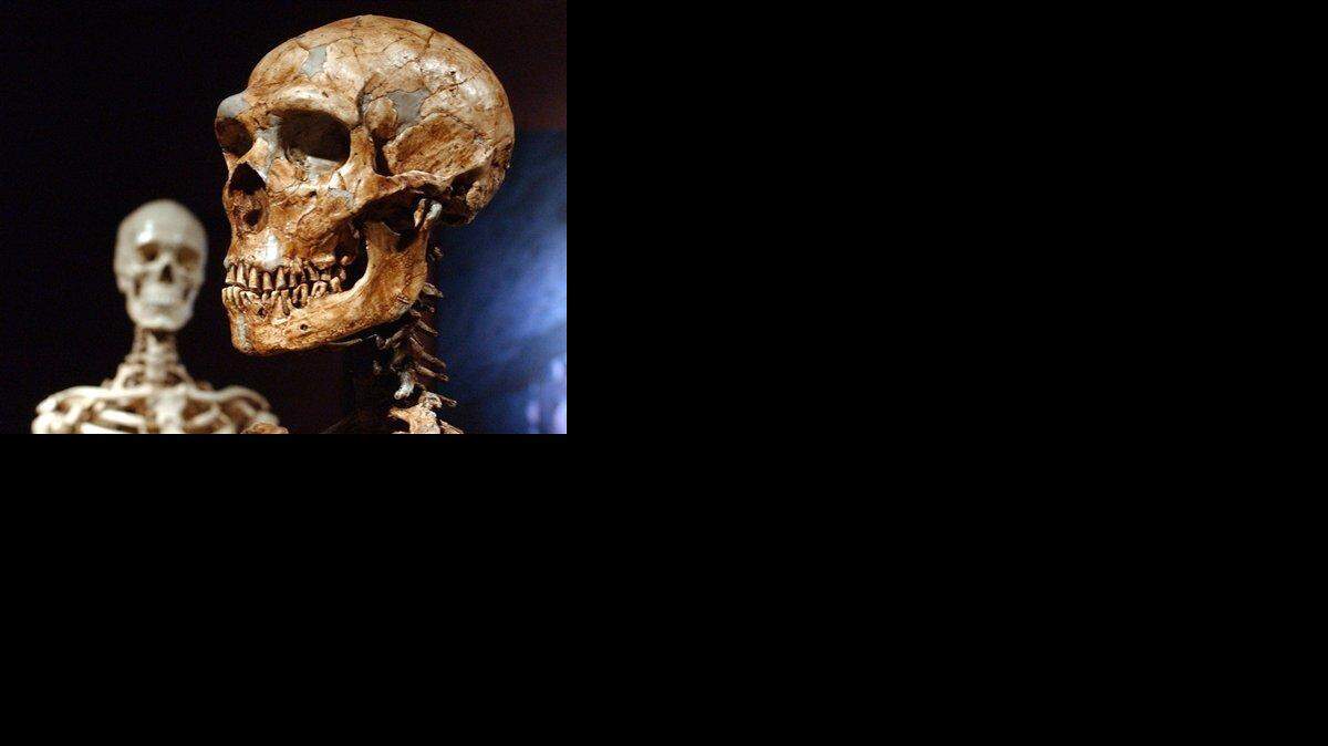Esta fotografía muestra un esqueleto del hombre de Neandertal reconstruido junto a un esqueleto del humano moderno exhibidos en el Museo de Historia Natural de Nueva York, el 8 de enero de 2003. 