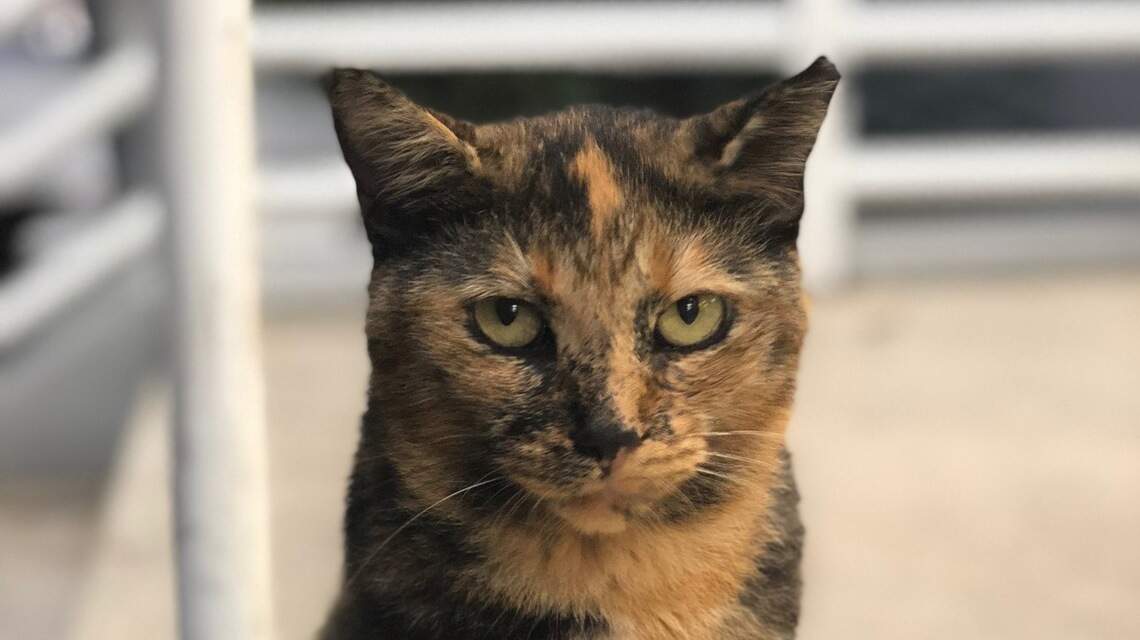 Una gatita amiga de todos... | Opinión