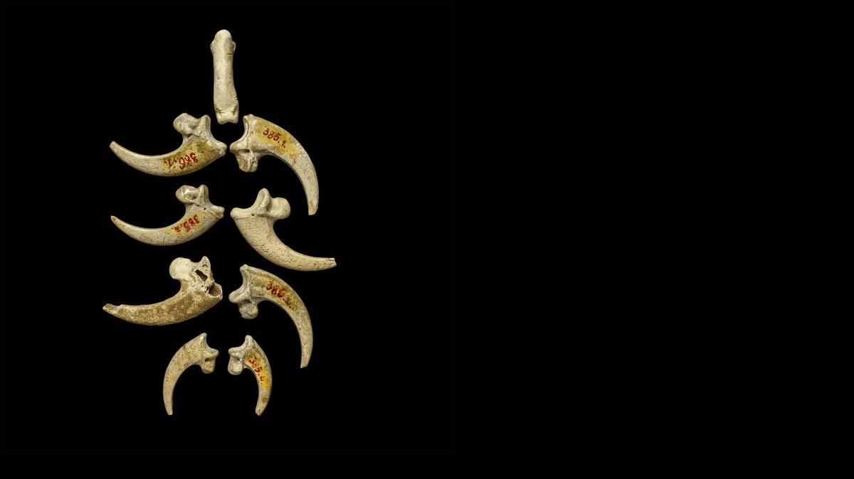 
Fotografía facilitada por el Museo de Historia Natural de Croacia de las garras fósiles del gran águila halladas hace 115 años que se conservan en el citado museo y provienen de uno de los mayores yacimientos neandertales en el mundo, la cueva Husnjakovo, cerca de Krapina, en el norte de Croacia. La antropóloga croata Davorka Radovcic, cuyo trabajo se difundió en la prestigiosa publicación científica "PLoS One", revela que no fue el homo sapiens, hace 100,000 años, la primera especie humana en crear objetos de valor para adornarse.
