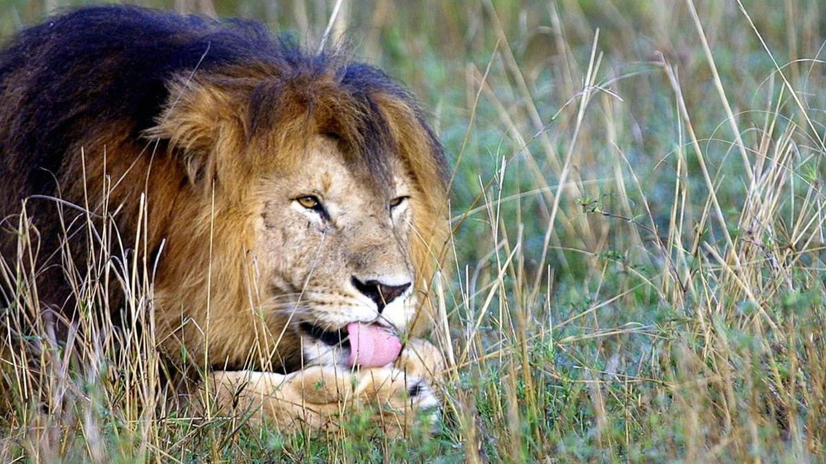 Fotografía de un león en el parque natural Masai Mara, Kenia, el 24 de noviembre del 2006.