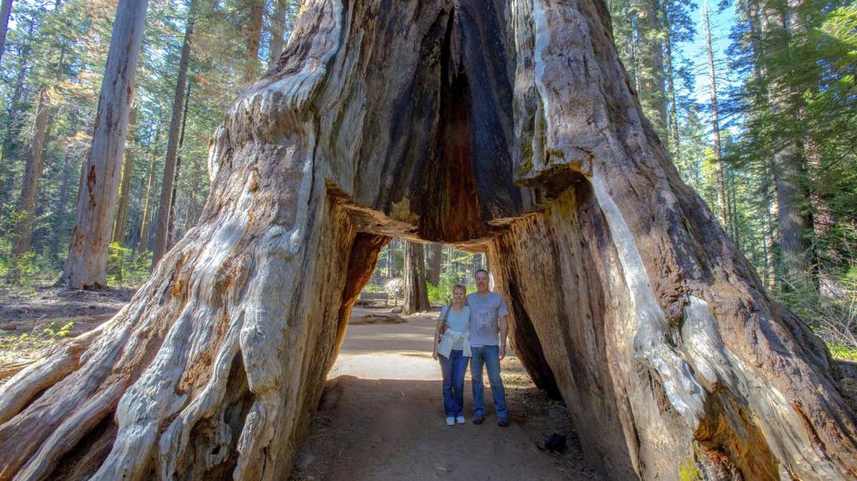 El “Pioneer Cabin Tree” tenía más de 1,000 años y cayó el fin de semana.