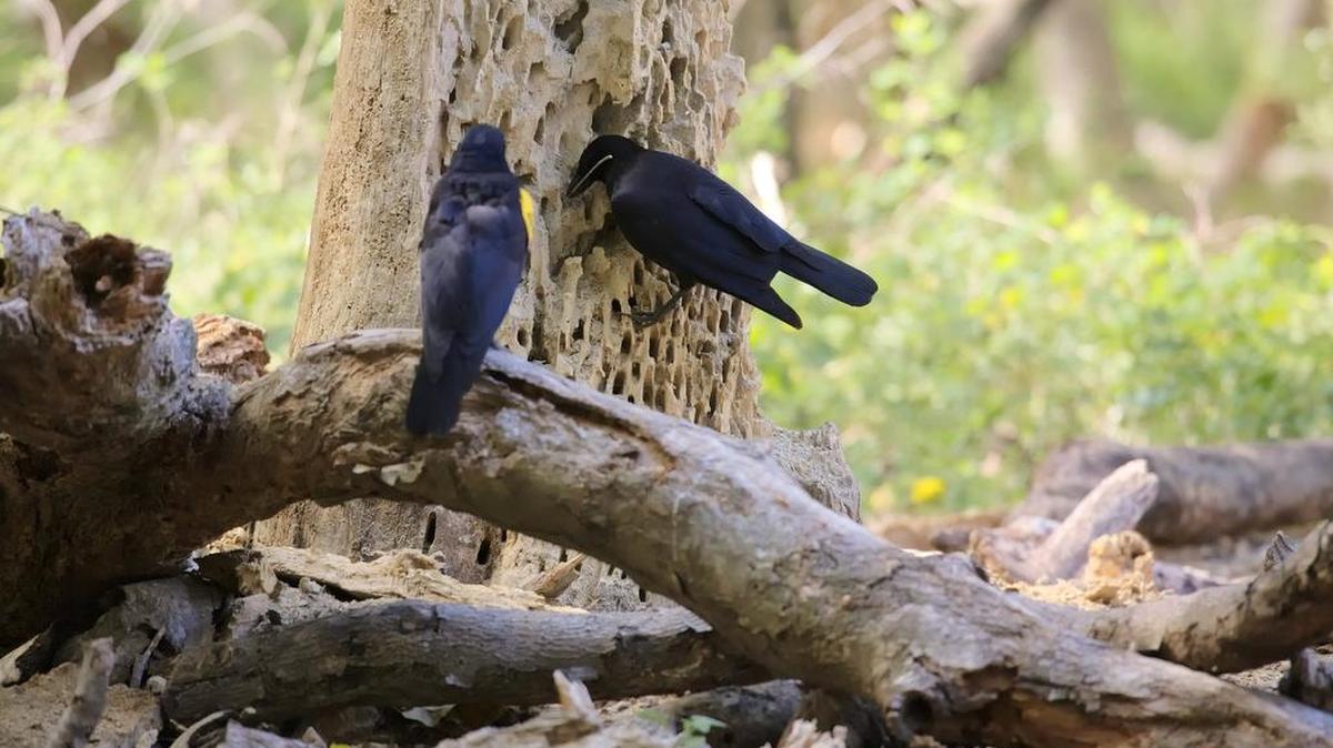 Fotografía facilitada por Jolyon Troscianko que muestra a un cuervo utilizando una rama como herramienta para extraer larvas de escarabajo de madera descompuesta.