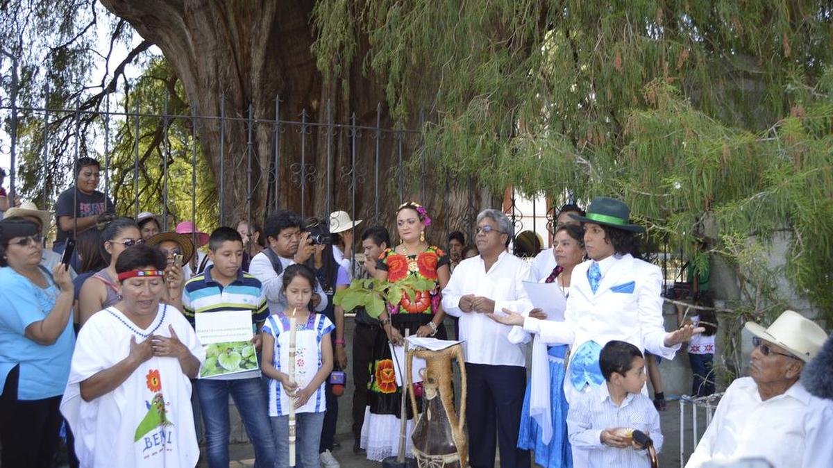 El activista y actor peruano Richard Torres (3d) contrae nupcias el domingo 8 de mayo de 2016, con el milenario Árbol del Tule, en el estado mexicano de Oaxaca, en una ceremonia inca donde hubo incienso, granos y caracoles realizada frente a docenas de ecologistas y habitantes de la población de Santa María del Tule, al sur del país. El tronco del árbol posee el diámetro más grande del mundo.