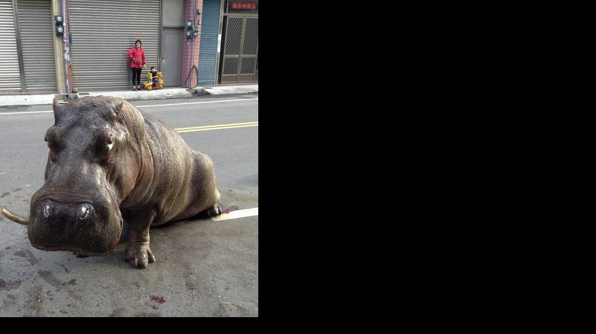 
 Un hipopótamo permanece herido en la calle tras saltar de un camión en marcha que le llevaba al Zoo Sky en Taichung (Taiwan) el pasado 26 de diciembre de 2014. El hipopótamo captó la atención mediática del país al difundirse un video en internet en el que aparecía con lágrimas en los ojos y una expresión de dolor tras romperse una pierna y varios dientes. EFE/Str
