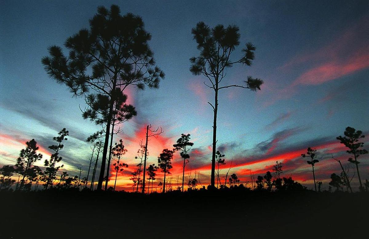 Atardeceres de ensueño en el Parque Nacional Everglades, uno de los mayores polos de atracción de turistas en Miami donde abundan los senderos para caminar.