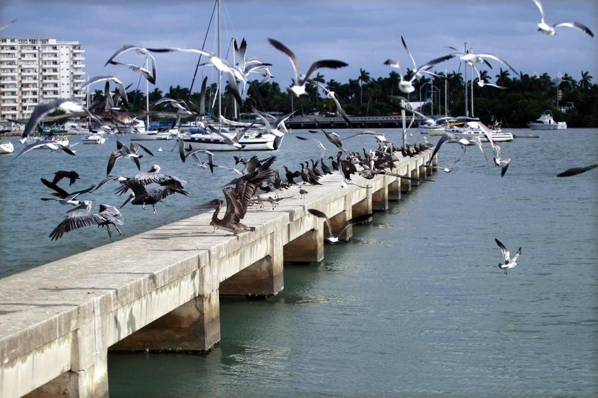 En el muelle de Pelican Harbor Marina, los pelícanos dan fe de la abundancia de peces que convierte a este en uno de los mejores destinos de pesca en Miami.
