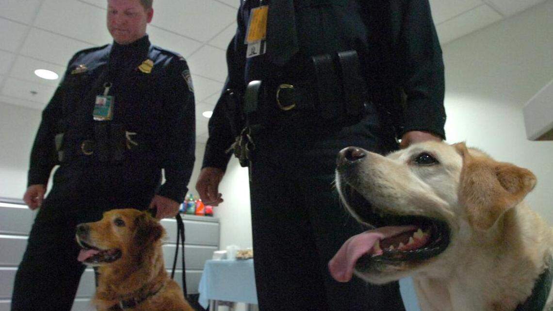 En esta imagen de archivo. agentes de Aduanas patrullan el Aeropuerto de Miami con perros policías.