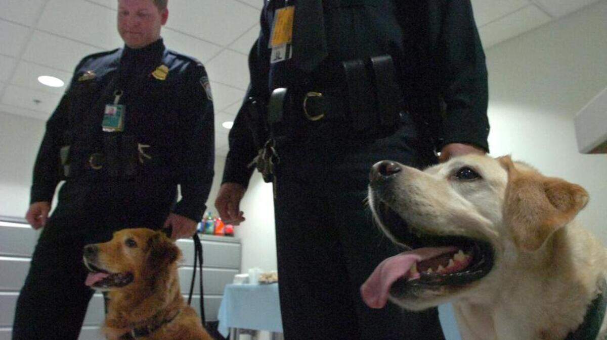 En esta imagen de archivo. agentes de Aduanas patrullan el Aeropuerto de Miami con perros policías.