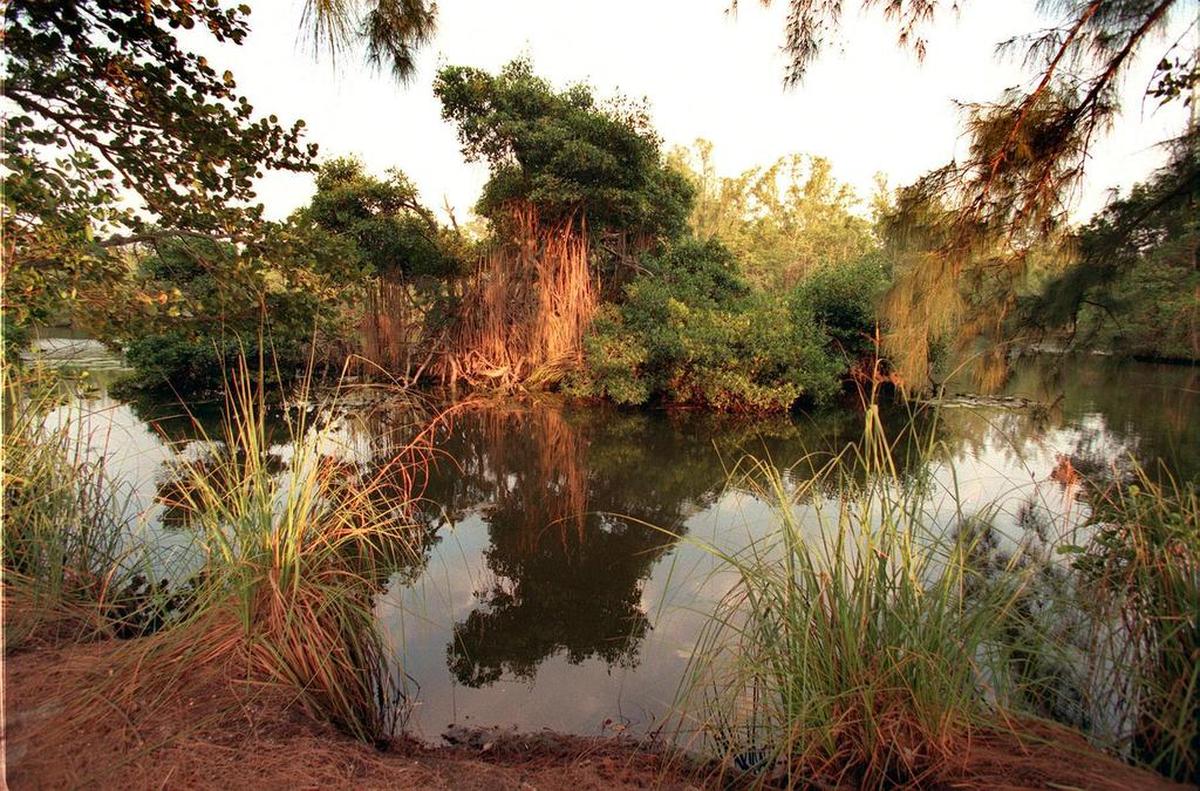 Amanecer en Greynolds Park con este paisaje es uno de los privilegios de hacer camping en Miami.