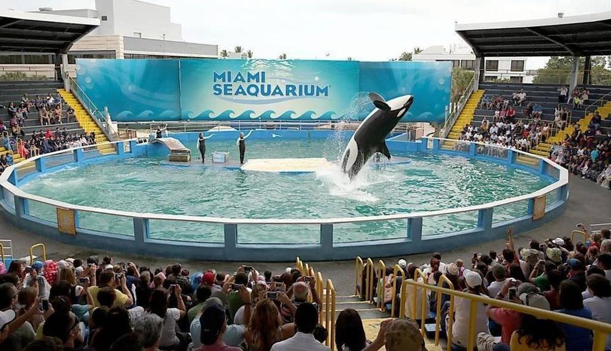 En los espectáculos del Miami Seaquarium la ballena Lolita y los delfines hacen acrobacias en espera de la recompensa de alimentos si obedecen. Es un lugar muy divertido y atractivo para visitar en familia.