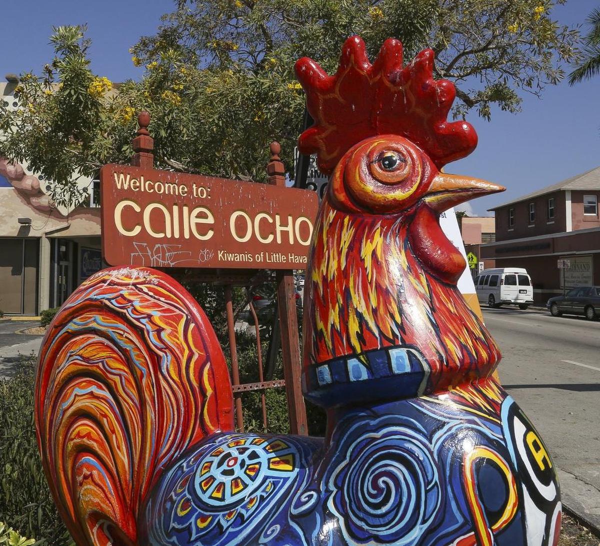 Uno de los emblemáticos gallos de La Pequeña Habana en la mítica Calle Ocho, una vía de gran vistosidad y animación.