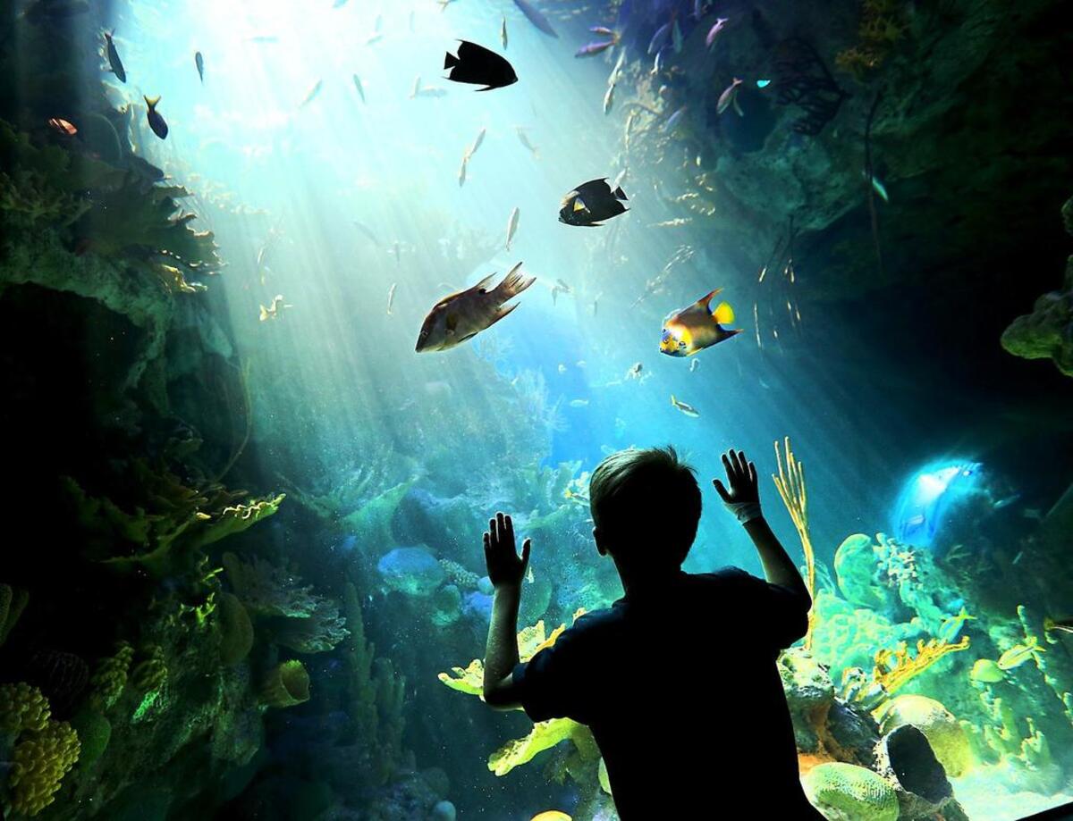 Las ciencias de la Tierra y de la vida están al alcance de todos en el Museo de Ciencias de Miami que combina planetario, acuario y museo en un mismo recinto.