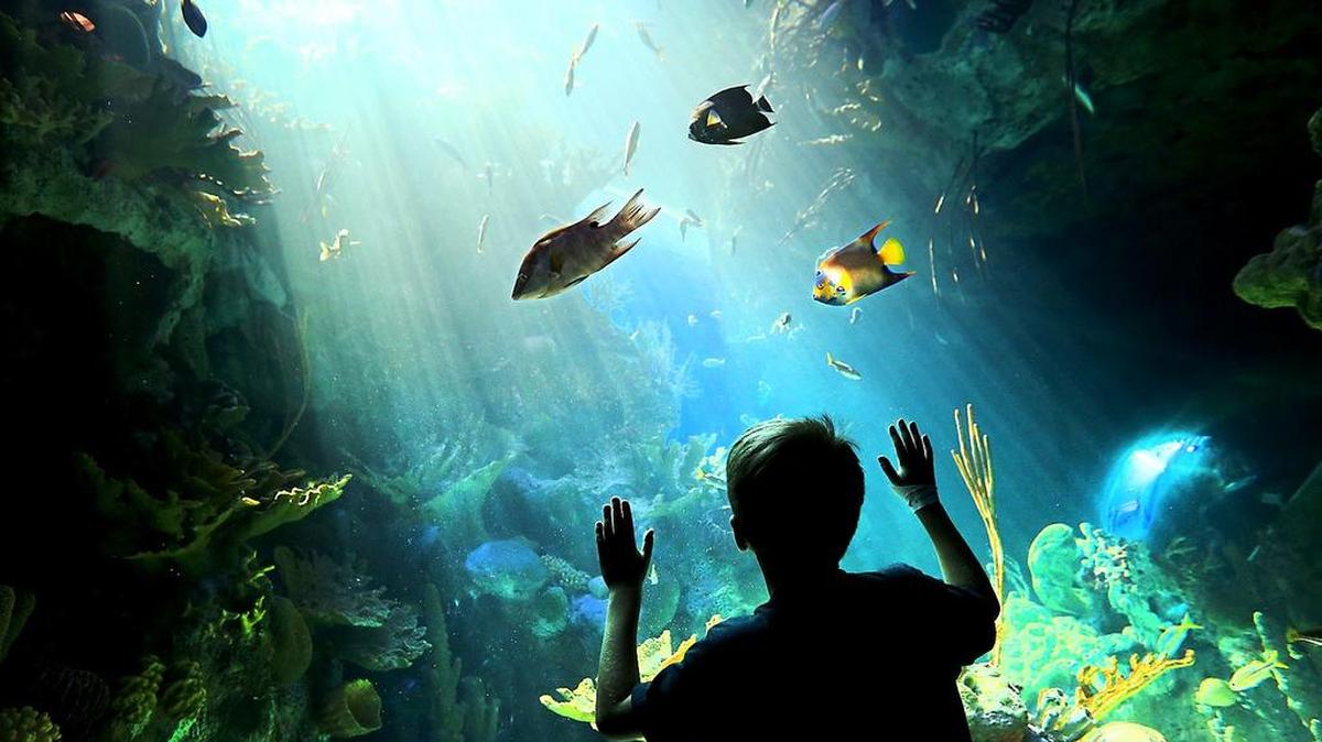 Las ciencias de la Tierra y de la vida están al alcance de todos en el Museo de Ciencias de Miami que combina planetario, acuario y museo en un mismo recinto.