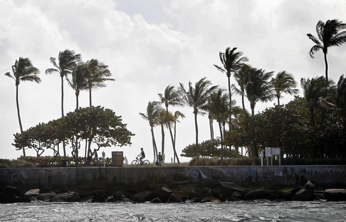 El malecón de Haulover Inlet es un lugar perfecto para practicar la pesca en Miami. Todo el año es posible pescar una barracuda, la jiguagua o jack crevalle, caballa española y pargo de rabo amarillo.