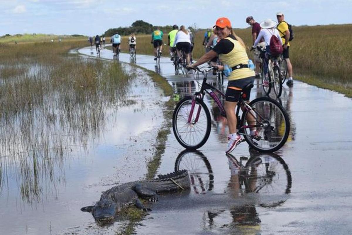 No te asustes al encontrarte con un caimán a lo largo de la ruta de Shark Valley, en el Parque Nacional Everglades. El circuito pavimentado para montar bicicleta está cerrado a vehículos particulares, por lo que el contacto con la naturaleza es más auténtico.