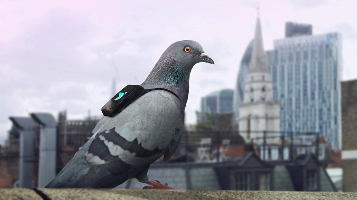 Los pájaros, reunidos en el “Pigeon Air Patrol” (Patrulla aérea de palomas), fueron liberados en el parque de Primrose Hill, en el norte de Londres.
