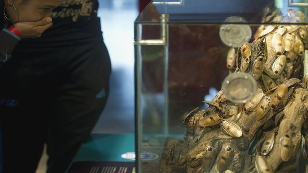 Foto de archivo. Una niña observa cucharacas gigantes durante una exhibición en el Parque Explora, en Medellín, Colombia, en febrero pasado.
