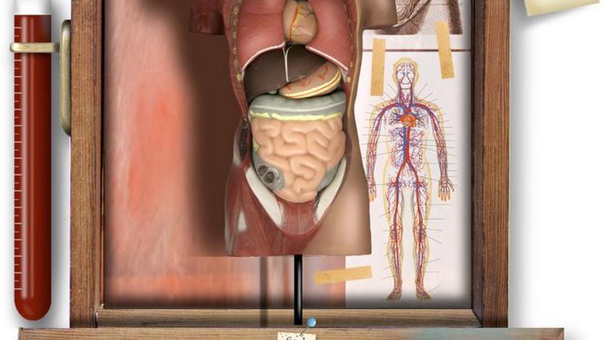 Imagen de la anatomía humana, incluyendo un hígado.