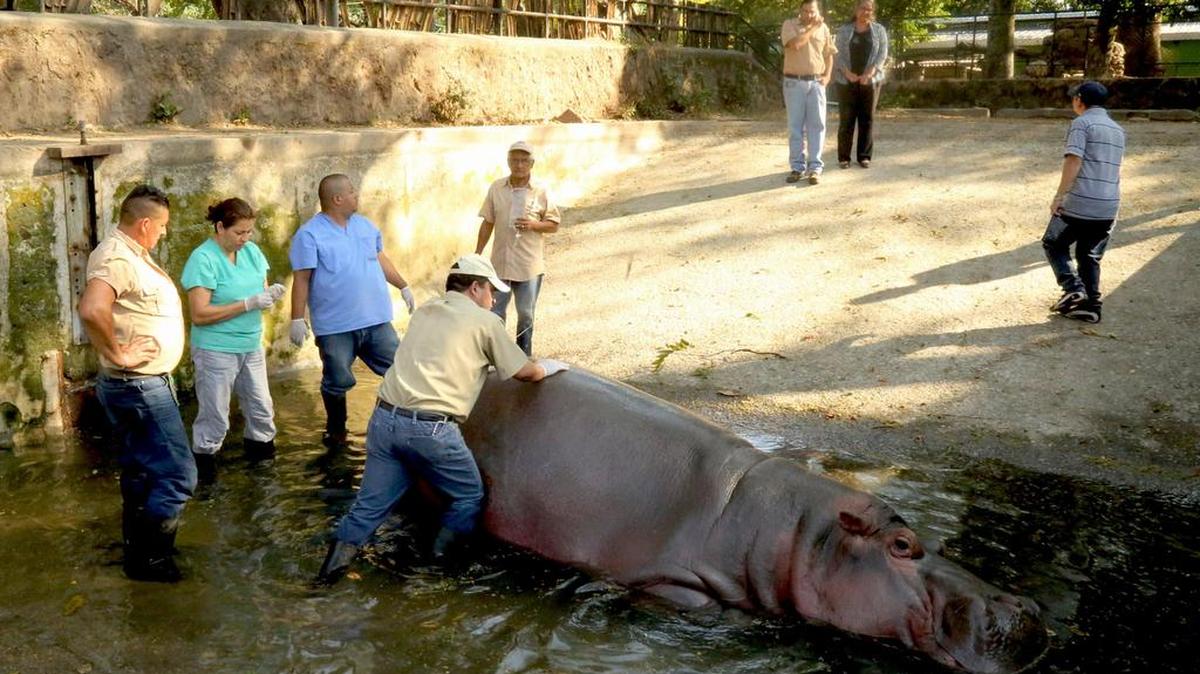 Personal del zoológico nacional atendió a un hipopótamo llamado 'Gustavito' en San Salvador, El Salvador el 25 de febrero de 2017. El animal fue atacado por asaltantes desconocidos que lo dejaron en estado crítico de acuerdo con funcionarios del zoológico.
